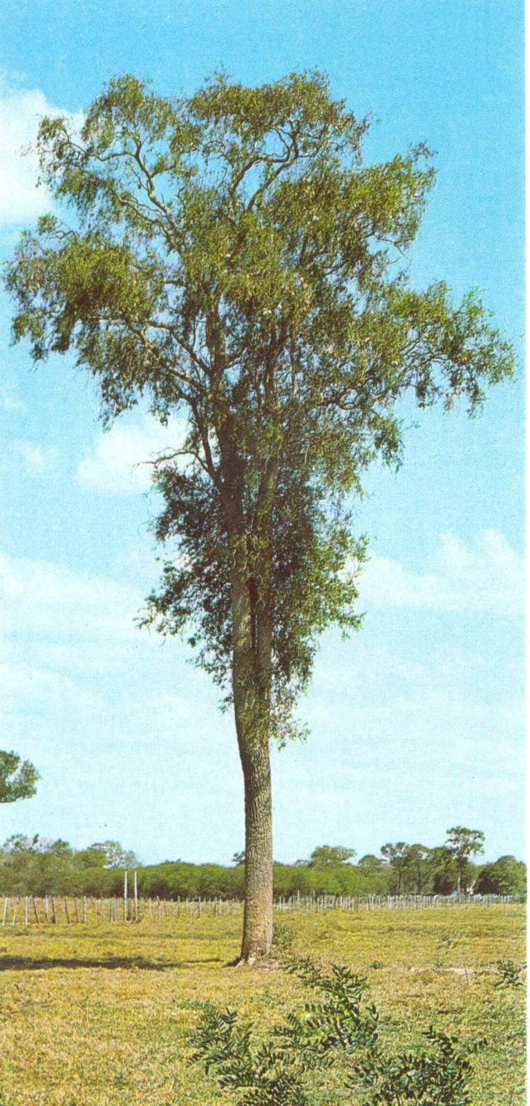 Aspidosperma_quebracho-blanco.jpg