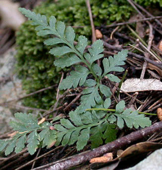 asplenium-adiantum-nigrum-agg-1.jpg