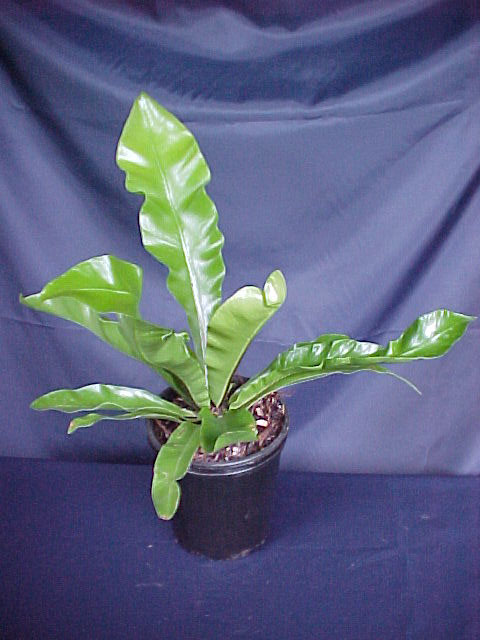 asplenium-nidus.jpg