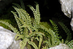 asplenium-viride.jpg