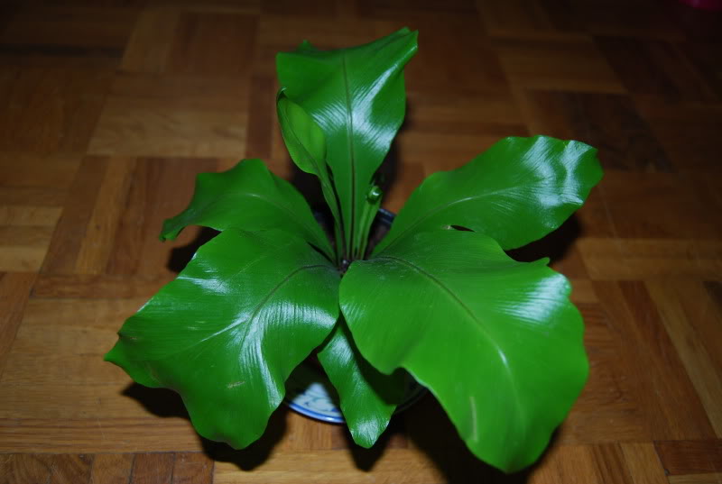 Asplenium1.jpg