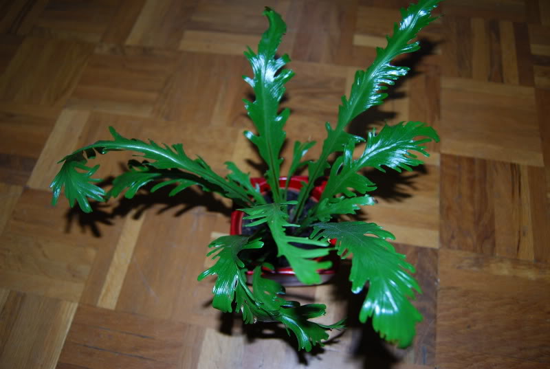Asplenium2.jpg