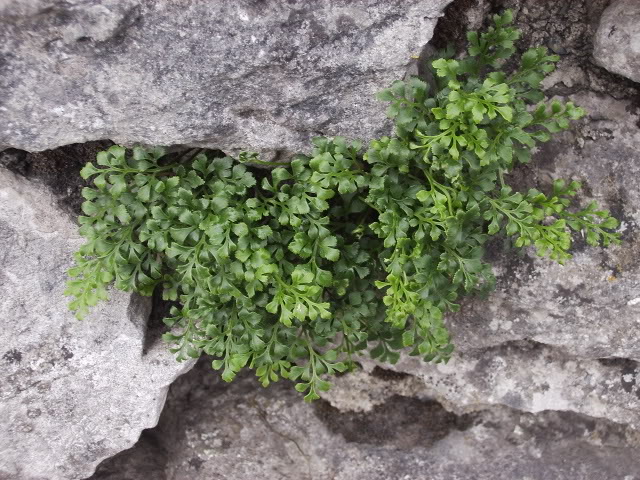Aspleniumruta-muraria.jpg