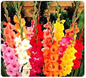 assorted-gladiolus.jpg
