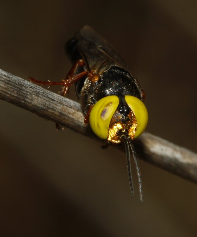 Astata%20sp_3111.jpg