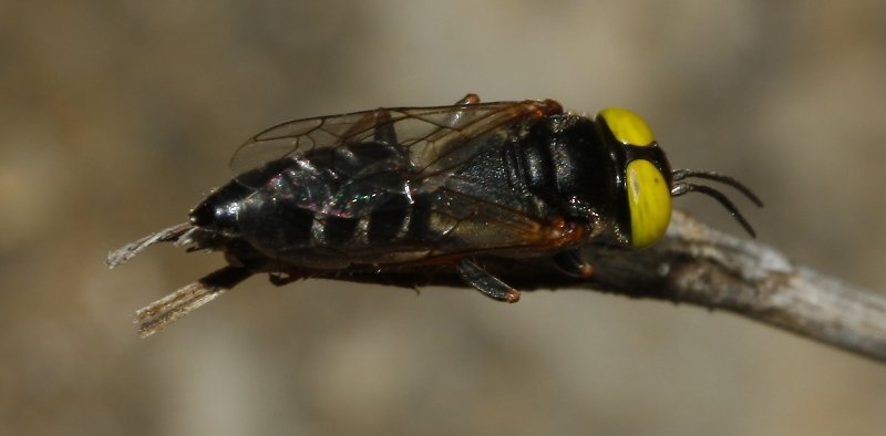 Astata%20sp_3115.jpg
