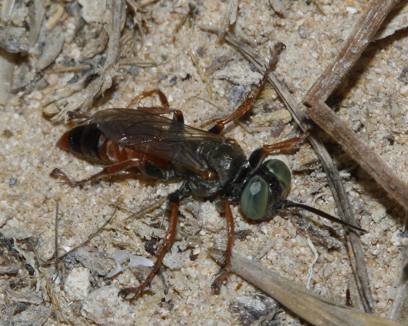 Astata%20sp_3743.jpg
