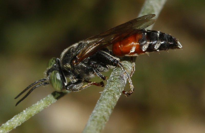 Astata%20sp_3791.jpg