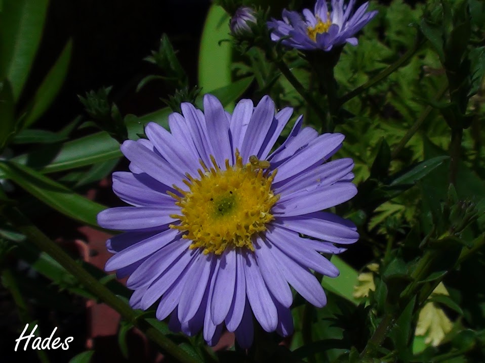 aster.jpg