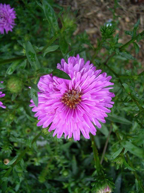 aster_novi_belgii_patricia_ballard.jpg