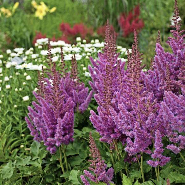 Astilbe-chinensis.jpg