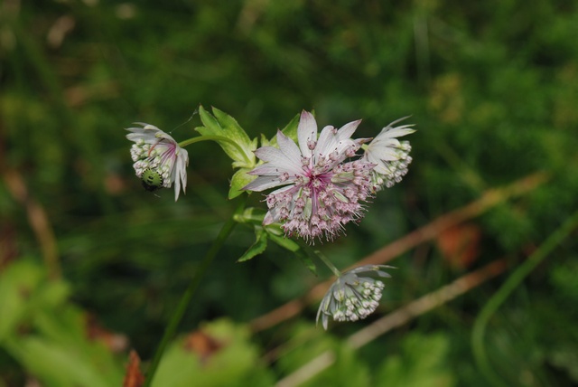 Astrantia%20major%2000003.jpg