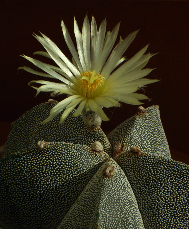 astro-myriostigma.jpg