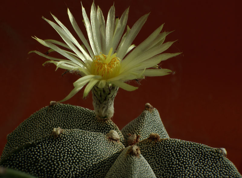astro-myriostigma2.jpg