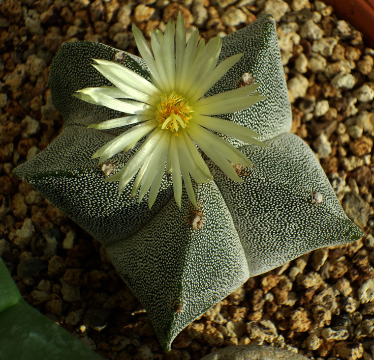 astro-myriostigma8.jpg