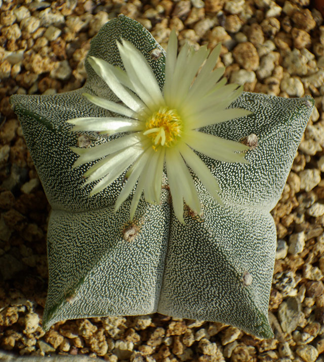 astro-myriostigma9.jpg