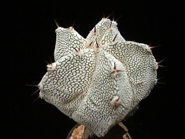 astro_hybrid_01.jpg