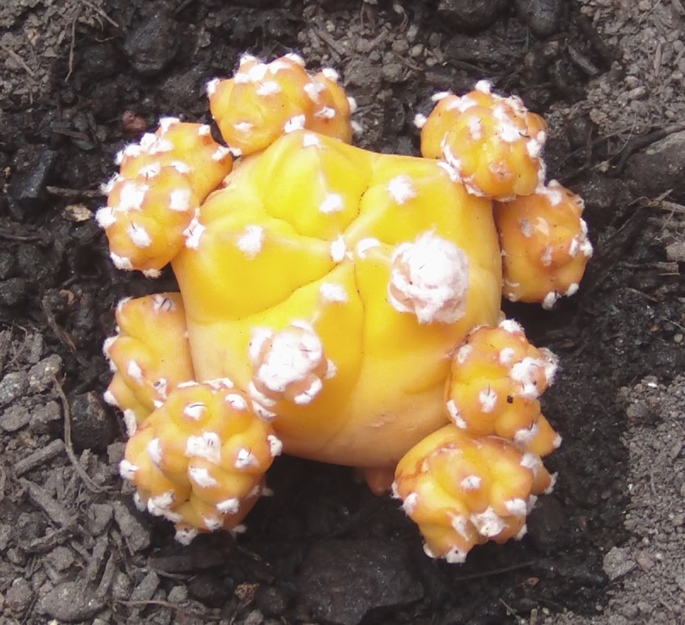 astronaranjadecerca.jpg