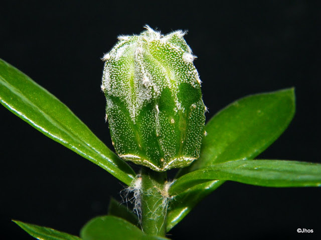 Astrophytum%20006%2020100103.jpg