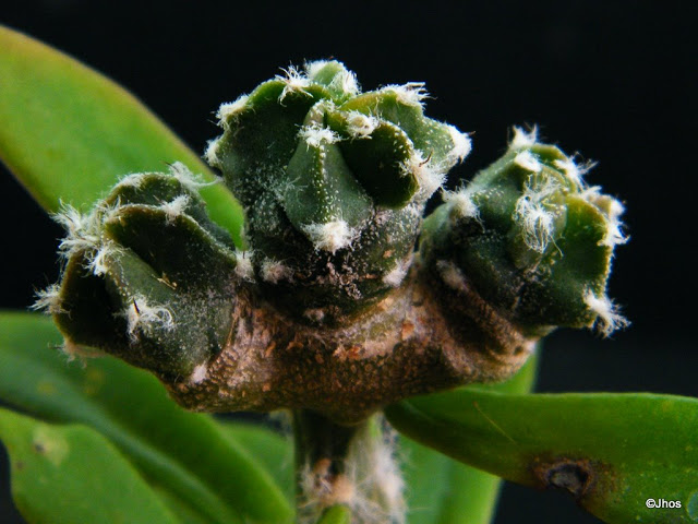 Astrophytum%2020091217.jpg