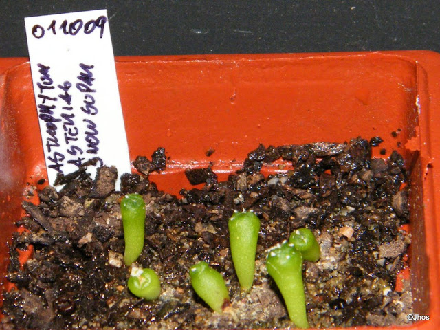 Astrophytum%20Asterias%20Snow%20Supar%2020091126.jpg