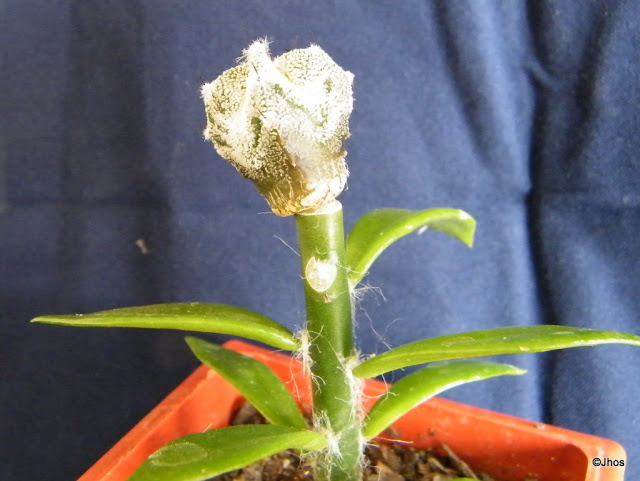 Astrophytum%20Capricorne%2020090704%20005.jpg