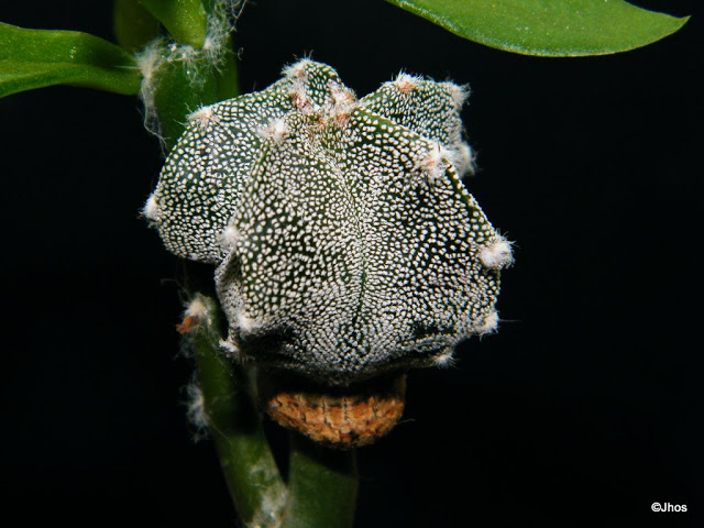 Astrophytum%20capricorne%2020091217.jpg