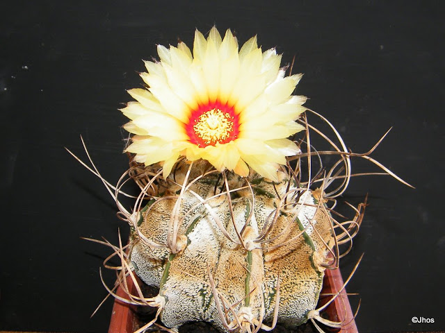 Astrophytum%20Capricorne%20Mayor%20007%2020091030%20002.jpg