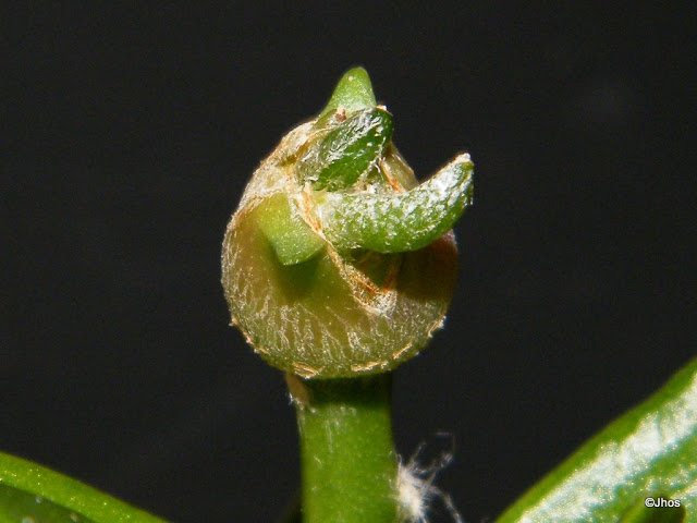 Astrophytum%20caput%20Medusae%20002%2020091203%20002.jpg