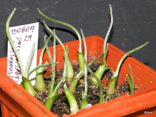 Astrophytum%20Caput%20Medusae%20029%2020091126.jpg