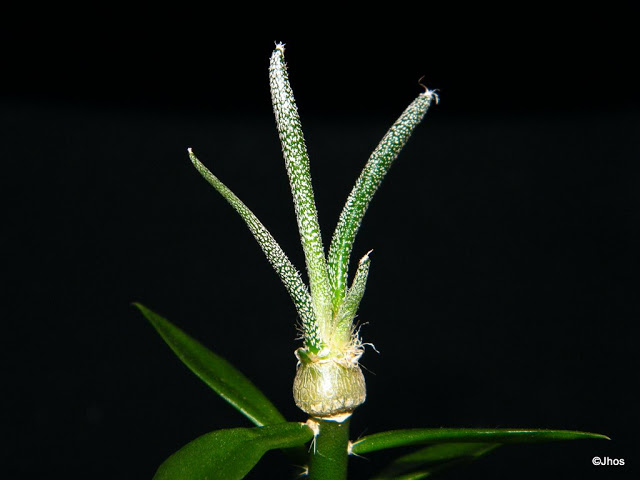 Astrophytum%20caput%20medusae%2020100103.jpg