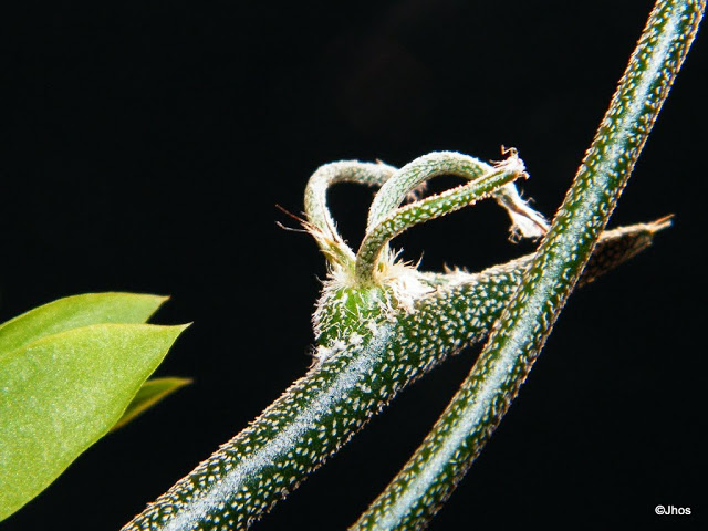 Astrophytum%20caput%20medusae%2020100606%20036.JPG