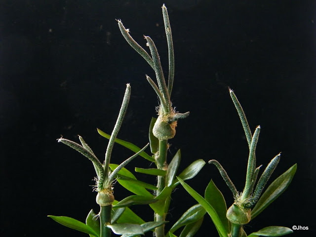 Astrophytum%20Caput%20Medusae%20Team%2020100204.jpg