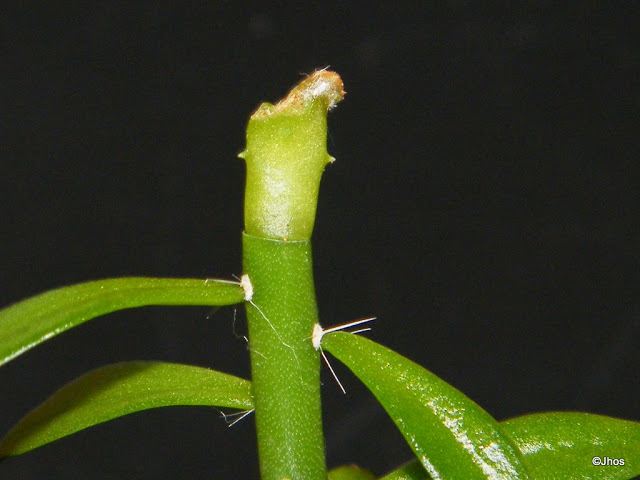 Astrophytum%20Miriostigma%20005%2020091114.jpg