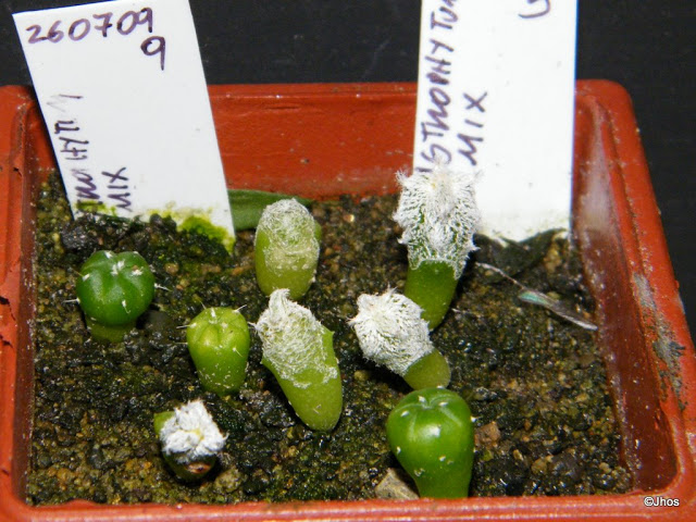 Astrophytum%20Mix%20009%2020091126.jpg