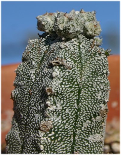 Astrophytum%20myriostigma%201.jpg