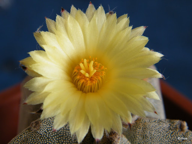 Astrophytum%20Myriostigma%20178%2020090924%20003.jpg