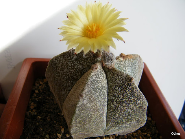 Astrophytum%20Myriostigma%20178%2020090924%20005.jpg
