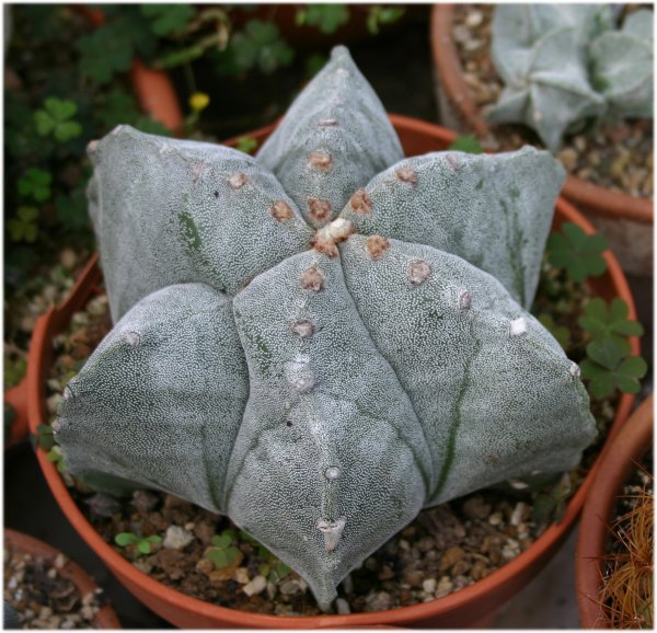 Astrophytum%20myriostigma%20de%206%20a%205.jpg