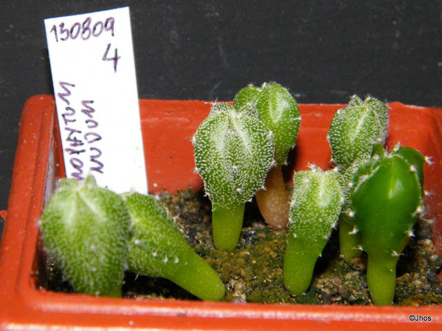 Astrophytum%20Myriostigma%20Nudum%20004%2020091126.jpg