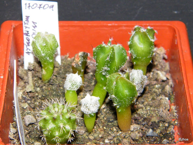 Astrophytum%20Myriostigma%20Nudum%2020091126.jpg