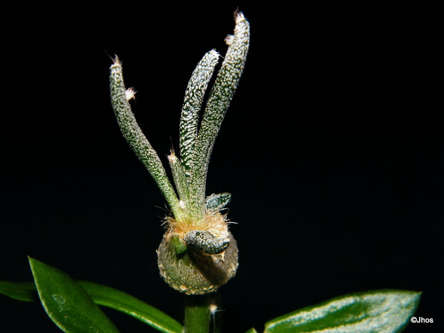 Astrophytum%20Myriostigma%20Onzuka%20002%2020100103%20001.jpg