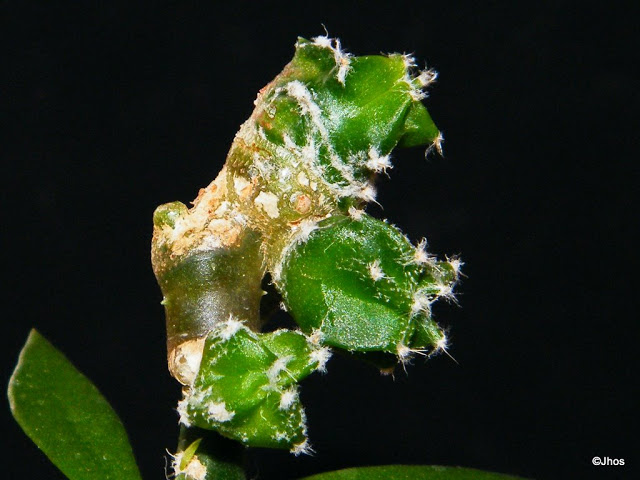 Astrophytum%20Myriostigma%20Onzuka%20002%2020100204.jpg