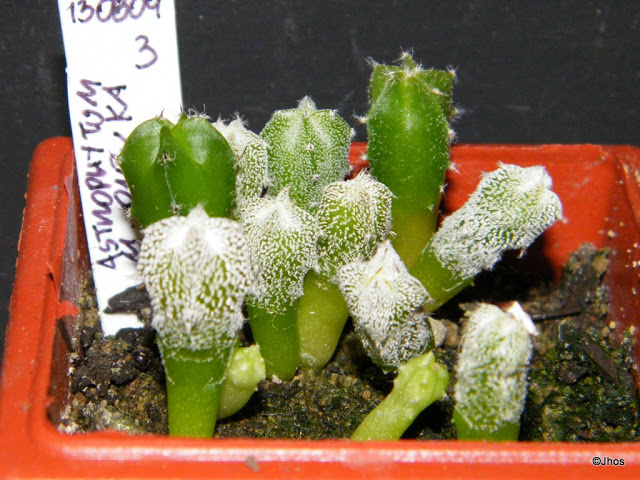 Astrophytum%20Myriostigma%20Onzuka%20003%2020091126.jpg