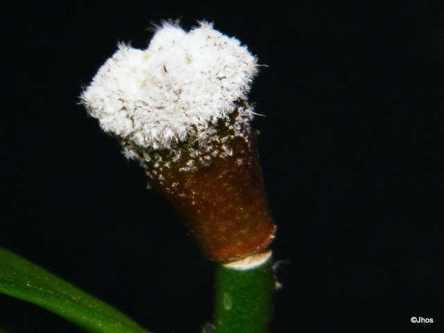 Astrophytum%20Myriostigma%20Onzuka%20003%2020100103.jpg