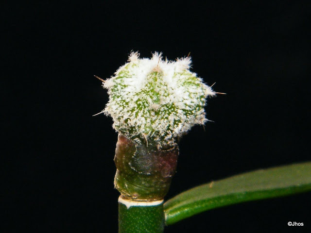 Astrophytum%20Myriostigma%20Onzuka%2020100204.jpg