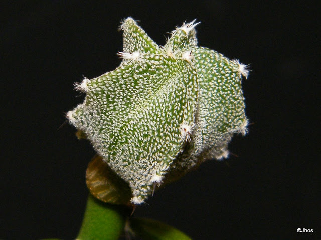 Astrophytum%20Myriostigma%20stogilogonum%2020091203.jpg