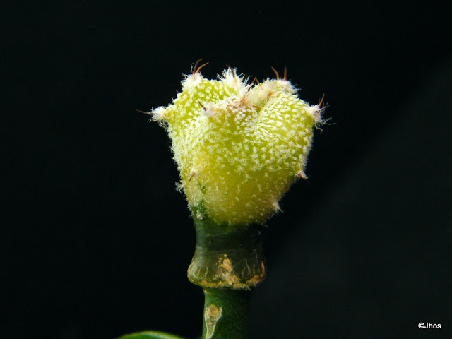 Astrophytum%20Myriostigma%20stongilogonum%20002%2020100103.jpg