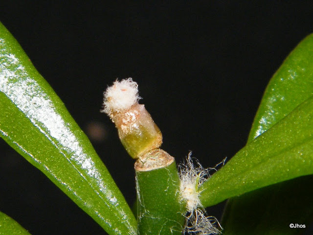 Astrophytum%20Myriostigma%20stongilogonum%20003%2020091208.jpg