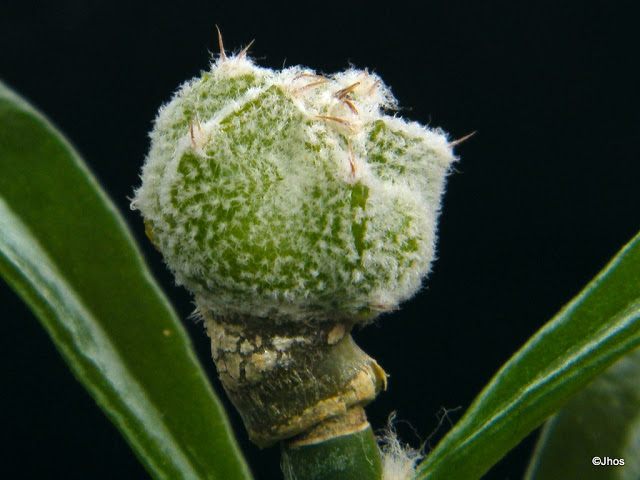 Astrophytum%20Myriostigma%20stongilogonum%20003%2020100103.jpg